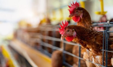 Governo investiga caso suspeito de gripe aviária em ave doméstica na Bahia