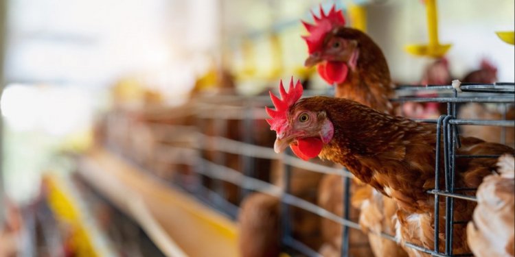 Governo investiga caso suspeito de gripe aviária em ave doméstica na Bahia